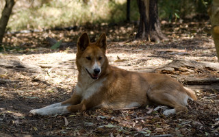 Dog lying woods blurry australian - aloysius okelly free wallpaper