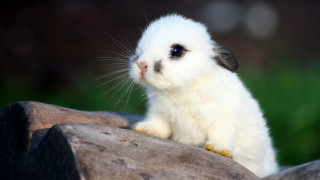 White rabbit rock green field 2 - esao free wallpaper