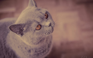 Gray cat white face brown - a white face free wallpaper