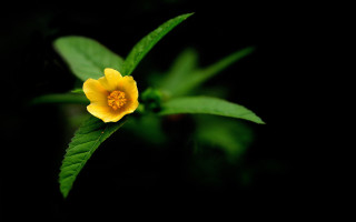 Yellow flower green leaves macro 2 - cao buxing free wallpaper