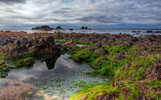 Rocky beach green algae mossy - a rocky beach free wallpaper