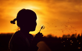 Little girl dandelion sunset silhouette - a dandelion free wallpaper for desktop