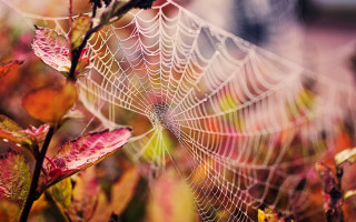 Spiderweb fallleaves redyellow background macro - a spider web free wallpaper