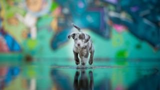 Dog reflection graffiti motion blur - a reflection of it free wallpaper