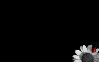 Ladybug flower dark minimalism monochrome - a ladybug free wallpaper