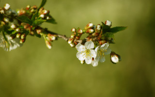 White flowers green leaves christmas - green grass free wallpaper for desktop