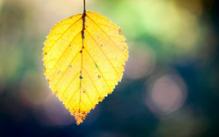 Yellow leaf water droplets autumn - water droplet free wallpaper