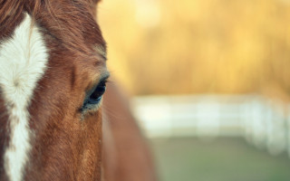 Horse face blurry background fence - a blurry background of trees free wallpaper