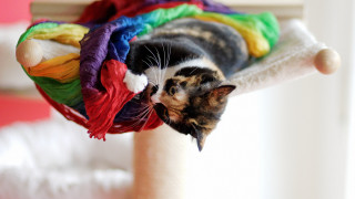 Cat colorful clothes pole room - elinor proby adams free wallpaper