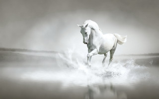 White horse running foggy water 2 - a foggy day free wallpaper