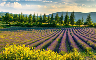 Lavender mountain sunset clouds trees - a field of lavender free wallpaper