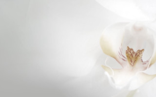 White flower yellow center light - a white flower free wallpaper