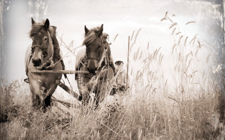 Horses plow field sepia matte - free retro wallpaper