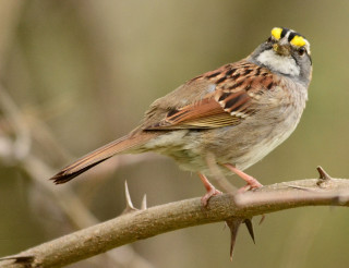 Bird sitting branch yellow beak 2 - dionisiu free wallpaper