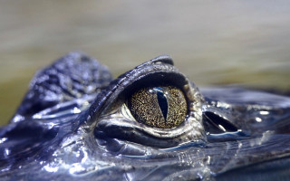 Crocodile eye water beach macro - the background and a blurry background behind free wallpaper