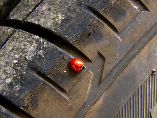 Red bug on tire ecological - dirty free wallpaper for desktop