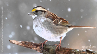 Bird sitting branch snow falling 2 - head and neck free wallpaper