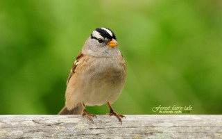 Small bird perched wooden plank - a wooden plank free wallpaper