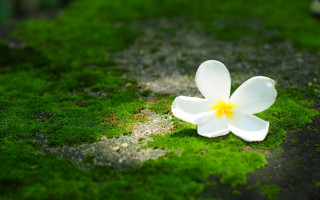 White flower macro green moss - a yellow center in the center of the flower free wallpaper