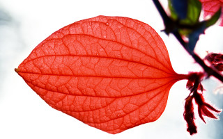 Red leaf hanging tree branch 2 - a red leaf free wallpaper for desktop