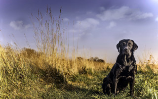 Black dog tall grass sunset - a black dog free wallpaper