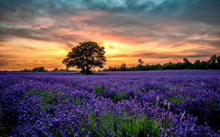 Purple flowers sunset landscape city - a tree in the distance free wallpaper