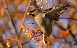 Bird branch berries autumn leaves - berry free wallpaper for desktop