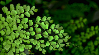 Green plant leaves background foliage - a green plant free wallpaper for desktop