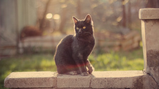 Black cat stone wall sunset - grass and trees free wallpaper