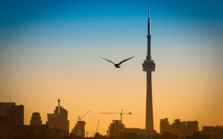 Bird skyline sunset matte city - dusk free wallpaper