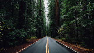 Forest road aurora fireworks milkyway - a yellow line free wallpaper