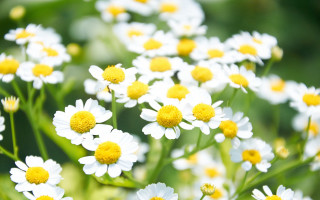 White yellow flower field bokeh - blurry free wallpaper