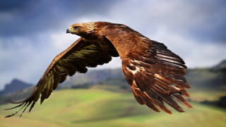 Bird of prey flying wings 2 - spread wide free wallpaper