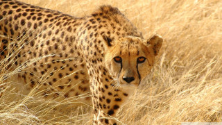 Cheetah walking dry grass field - dry free wallpaper for desktop