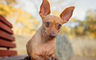 Small dog sad bench outdoors - its face and ears free wallpaper