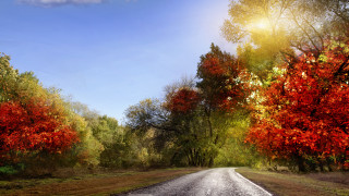 Autumn road trees leaves sunset - red leaf free wallpaper