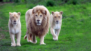 Lions walking grassy field trees - a grassy field free wallpaper for desktop