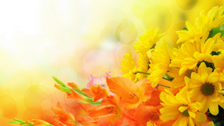 Yellow flower bouquet bokeh light - a bright background free wallpaper