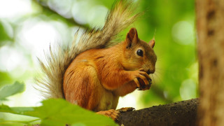 Squirrel eating nut forest blurry - its front paw free wallpaper for desktop