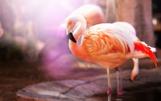 Flamingo rock zoo background pink - a rock in a zoo enclosure free wallpaper