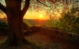 Tree bench stone wall sunset - a bench under free wallpaper for desktop