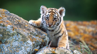 Tiger cub climbing rock sunny 2 - free cats wallpaper for desktop