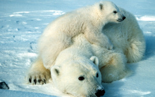 Polar bears hugging snow ecological - free animals wallpaper