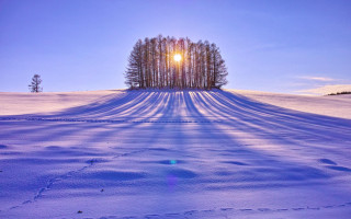 Snowy field trees sun horizon - the horizon free wallpaper