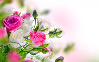 Bouquet pink white roses blurry - border free wallpaper for desktop