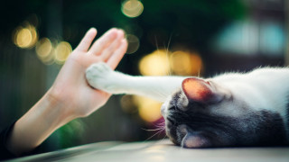 Cat reach human renaissance blurry - a persons hand free wallpaper