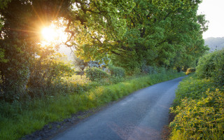 Sunshine road forest lens flare - alan sutherland free wallpaper