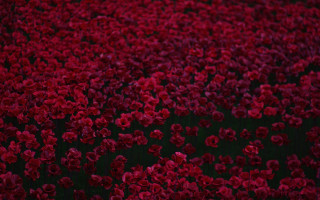 Red flower field umbrella bouquet - a red umbrella free wallpaper for desktop