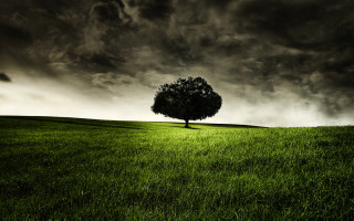 Lone tree grassy field cloudy 18 - a grassy field under a cloudy sky free wallpaper