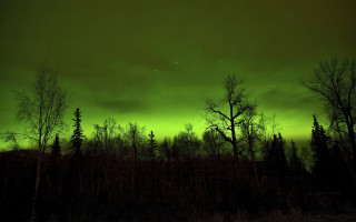 Green sky stars forest fireflies - eric auld free wallpaper